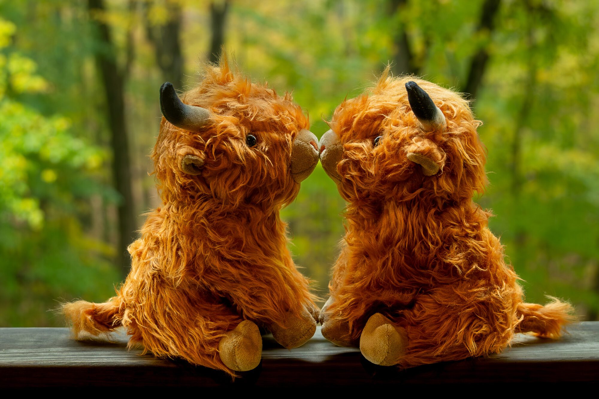 Jewish bride and groom's photos at Standing Rock Farms. Highland cow stuffies.