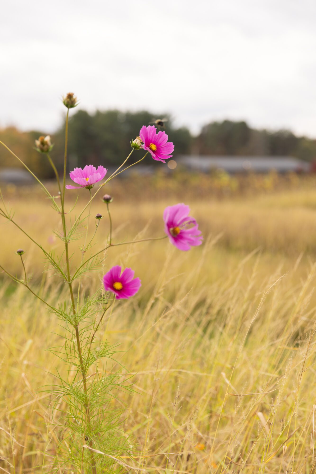 Standing Rock Farms.