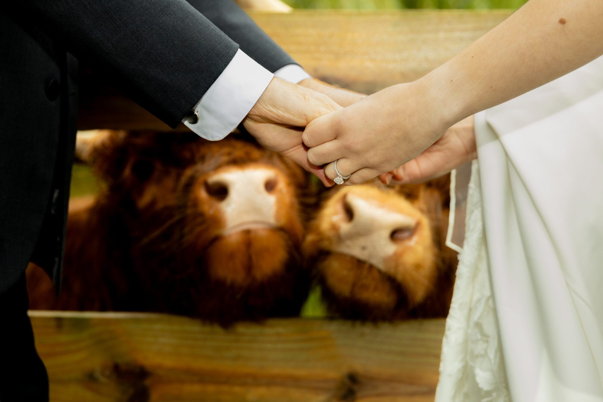 Jewish bride and groom's wedding photos at Standing Rock Farms. Highland cows.
